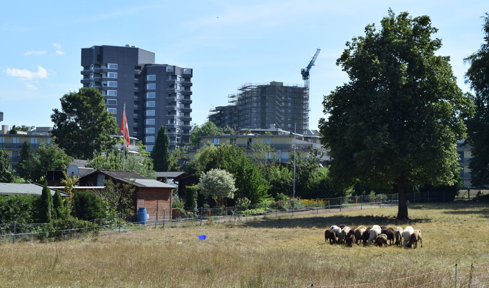 Der Foto-Trail führt an den Stadtrand in Neu-Affoltern